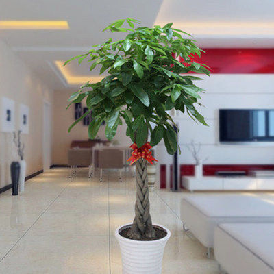 发财树盆栽大室内客厅办公室四季常青植物开业招财发才树大型绿植