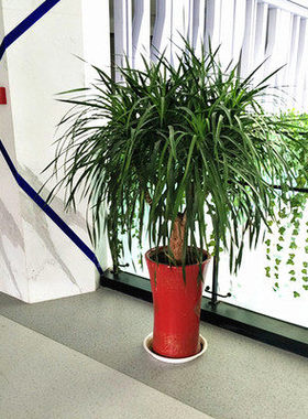 龙须树大型绿植多头龙血树龙铁树室内客厅盆栽花卉植物办公室盆景