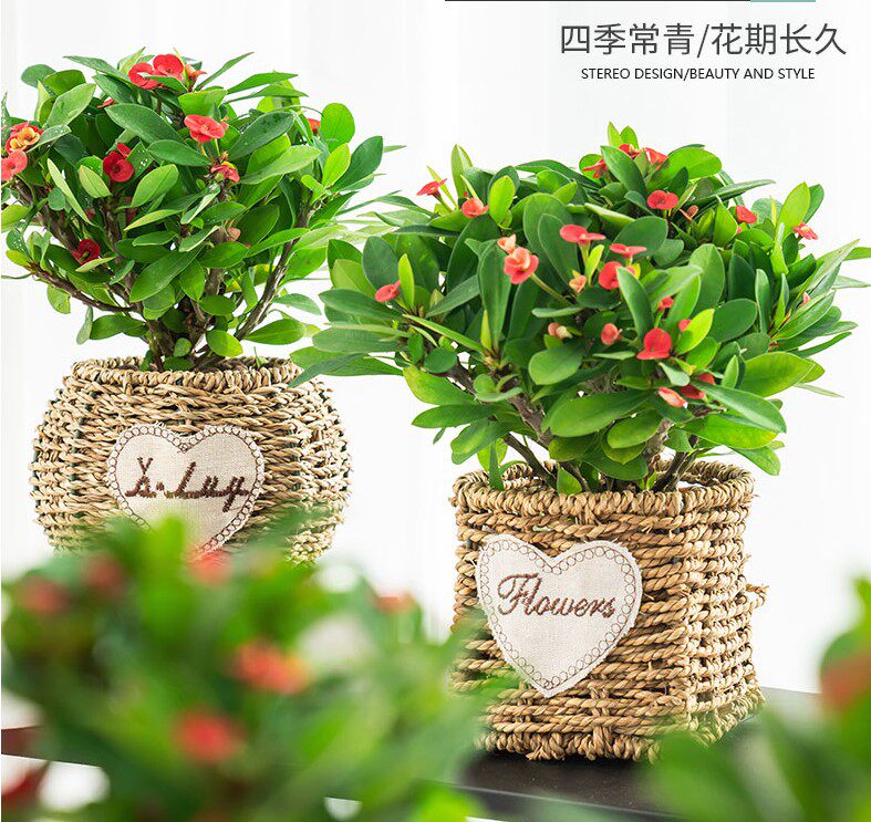 虎刺梅海棠花盆栽花卉观花植物室内花好养四季开花的花绿植铁海棠