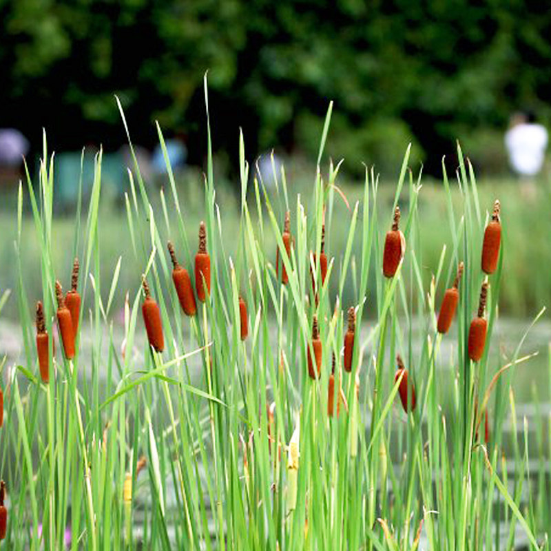 水生花卉植物香蒲草阳台水烛菖蒲水池鱼塘造景庭院蒲黄棒盆栽花苗