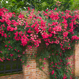 红色荷花蔷薇花爬藤植物小花多头阳台庭院藤本花卉别墅围墙绿植物