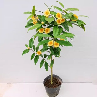 金花茶树苗防城凹脉金花茶盆栽可食用室内外耐寒花卉四季常绿植物