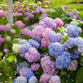 绣球花苗无尽夏四季开花绣球花盆栽带花庭院花卉室内植物花带花苞