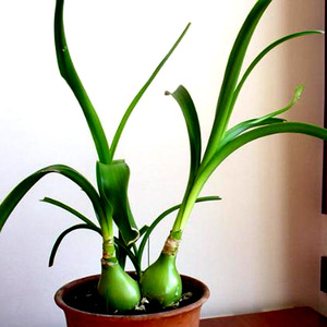 万年青植物苗价格