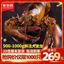 菜帮鲜活加拿大进口特大波士顿龙虾900-1000g海鲜水产大虾包邮