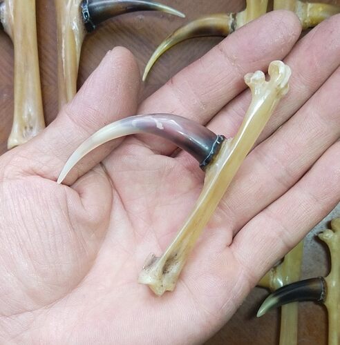 鸡爪骨把件鸡蹬子老公鸡爪子鸡蹬子骨玩
