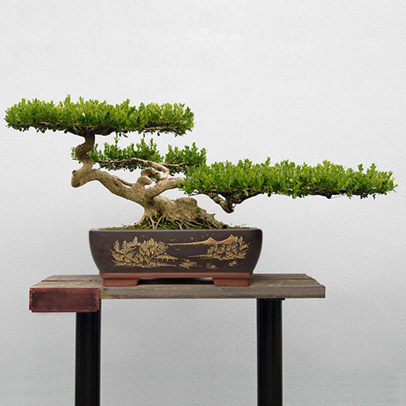 宜兴紫砂花盆长方形盆景盆大古典素面桌面地面精品手工刻绘包邮