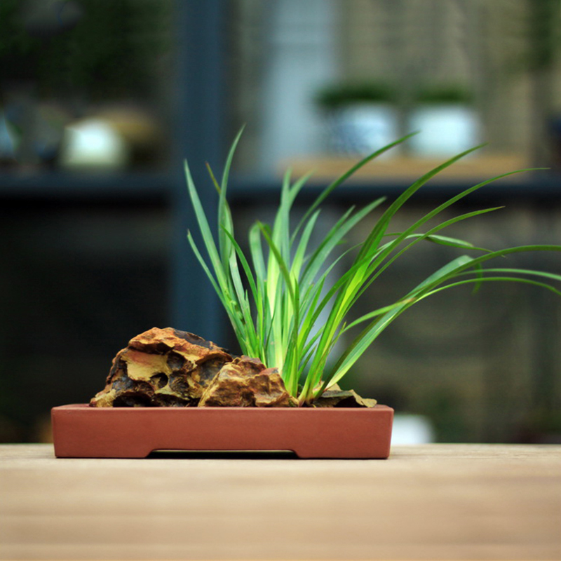 蔓木人紫砂宜兴紫砂花盆无孔假山盆景盆长方形吸水石盆水培浅盆