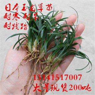日本矮麦冬苗玉龙草种子庭院金边麦冬园林绿化细叶不修剪草坪种籽