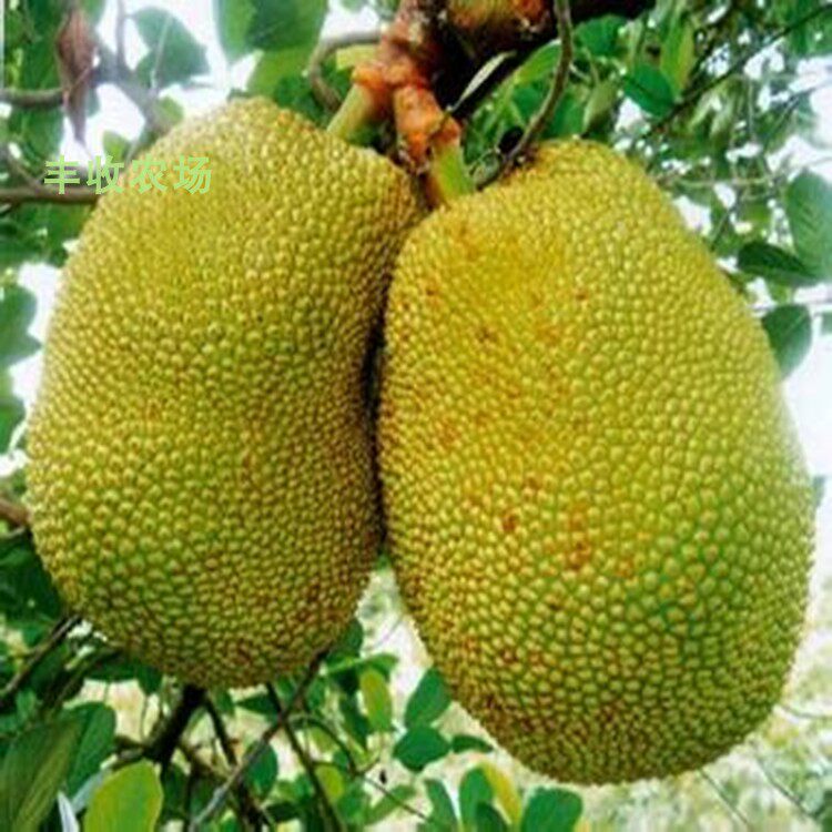 菠萝蜜种子树苗木菠萝苗黄肉红肉马来西亚当年结果水果树种子