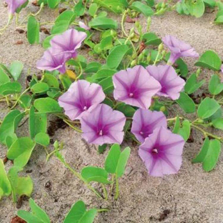 马鞍藤种子厚藤南方花卉中药材观赏庭院爬藤盆栽绿植海边护坡花草