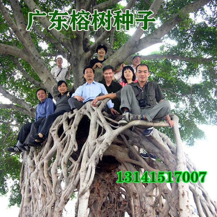 广东榕树种子 大叶榕树 小叶榕树 垂叶榕 盆栽高山榕人参榕树林籽