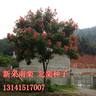 栾树种子南栾北京栾黄山栾灯笼树文冠果行道树绿化朴树林木种子