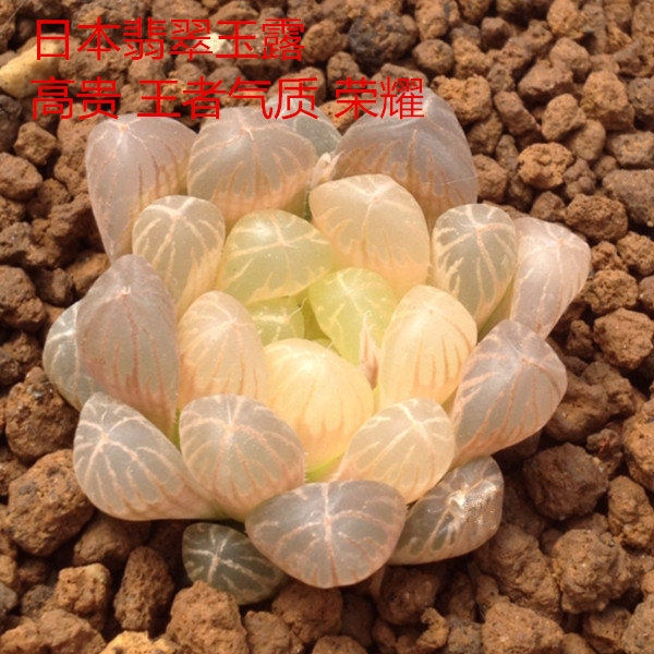 潘氏冰灯玉露琥珀玉露锦白斑多肉植物套餐室内盆栽趣味日本樱水晶