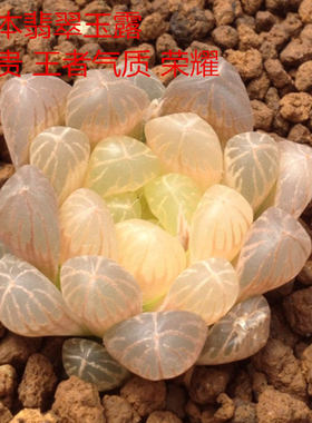 潘氏套餐盆栽趣味日本冰灯玉露
