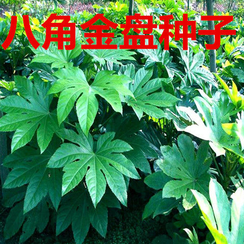 八角金盘种子工程绿化绿植灌木籽八金盘八手手树金刚纂四季常青苗