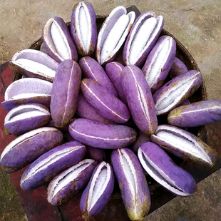 野生紫色八月瓜种子稀有水果树苗