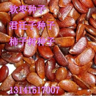 野果柿子种子君迁子嫁接砧木柿子树黑乌柿籽软枣果树脆甜水果种子