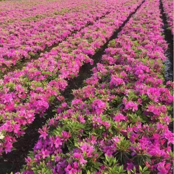 杜鹃毛娟春娟树苗南方种植四季常青绿化植物庭院绿植花卉净化空气