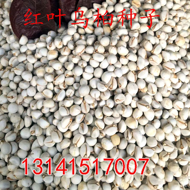 红叶乌桕种子工程行道树山乌桕腊子树桕子庭院绿化木子树林木种籽