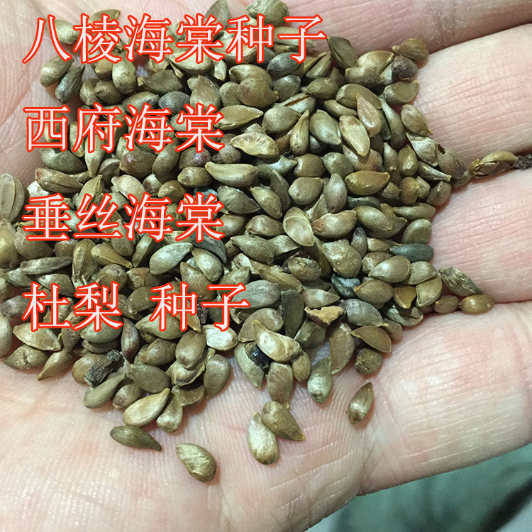八棱海棠种子杜梨树盆栽花苗垂丝海棠西府海棠水果籽绿植林木种籽