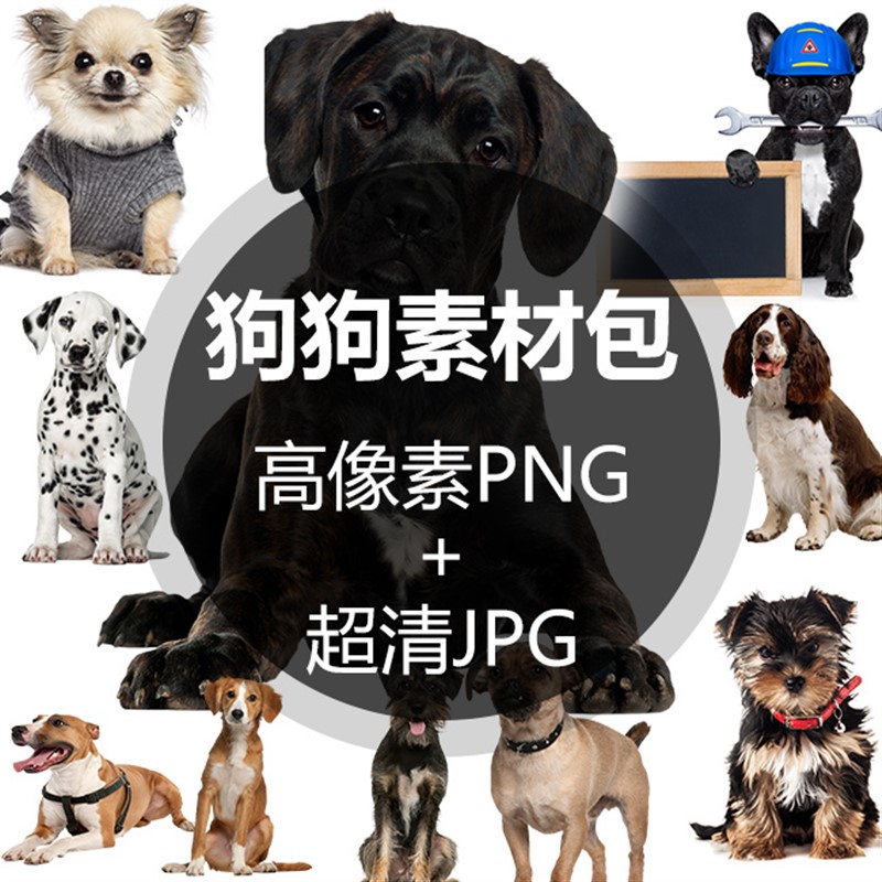超高像素宠物狗狗犬高清图片png免扣素材趣味狗狗jpg素材
