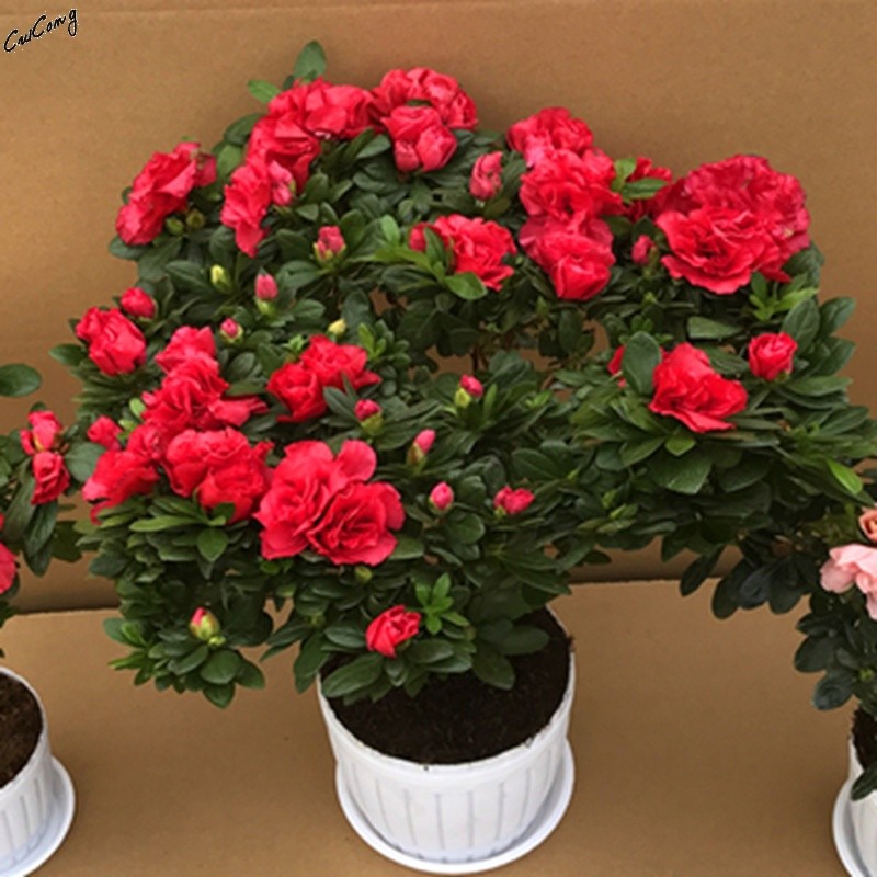 四季开花映山红杜鹃带花苞