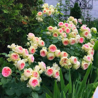 绒球门廊月季花苗四季开花浓香大