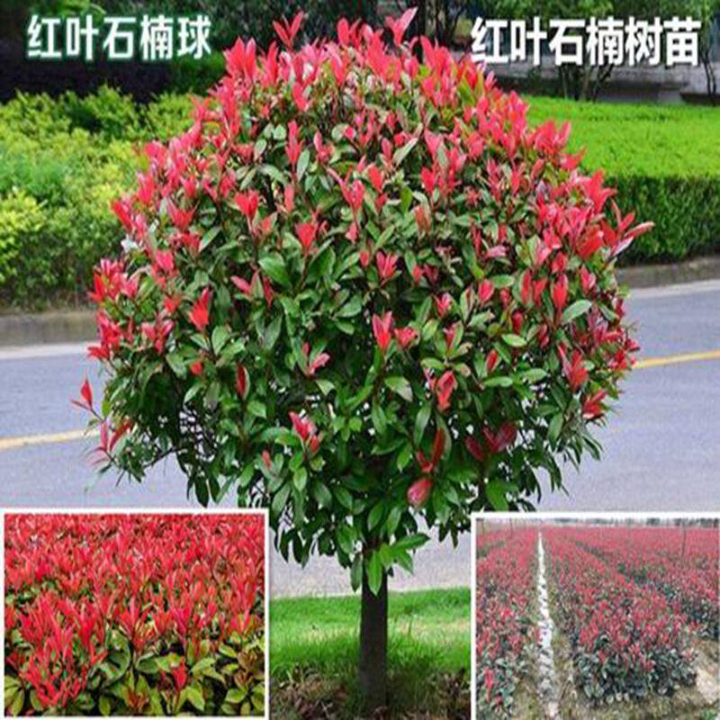 红叶石楠球树苗石楠球形庭院大树篱笆火焰红绿化苗木室外常绿耐寒