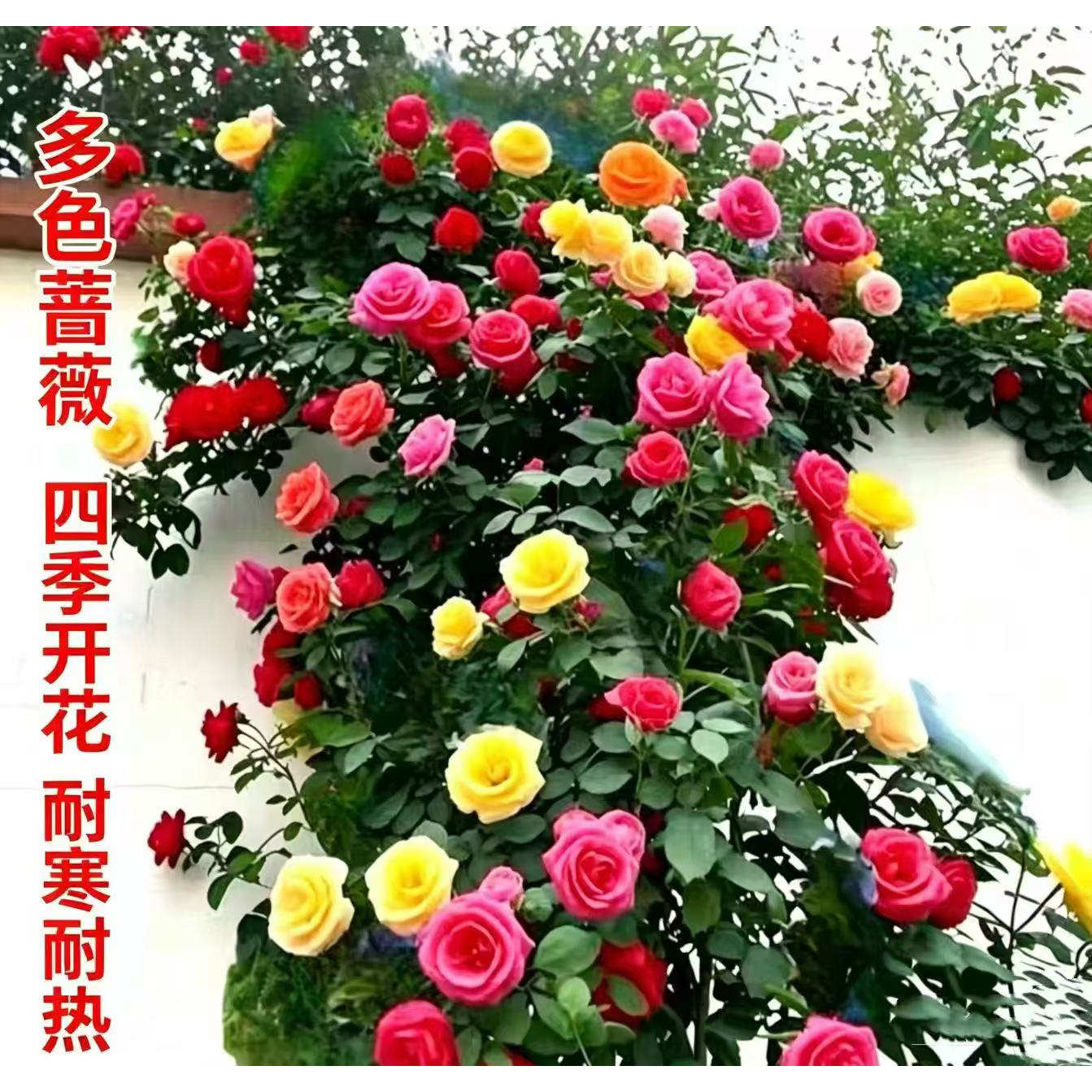 耐寒耐热，开花香，庭院美化观赏图片