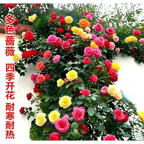 耐寒耐热，开花香，庭院美化观赏