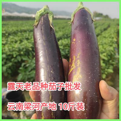 云南梁河特产蔬菜露天老品种茄子紫色长茄子批发10斤现摘新鲜茄子