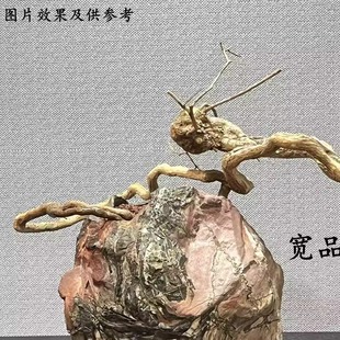 东北崖荆根艺盆景素材定制