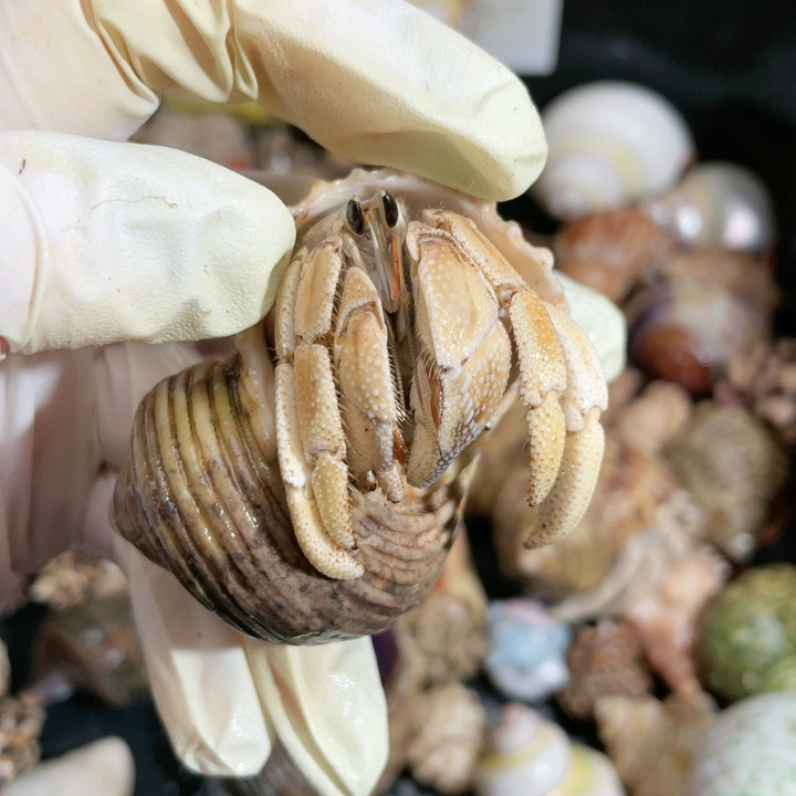 T674 圣诞灰,宠物/宠物食品及用品,蟹,淘宝优惠券,粉丝福利购,淘宝优惠卷