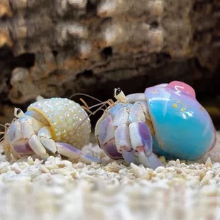 寄居蟹懒人迷你宠物新手好养活体桌面萌宠观赏蟹网红潮人草莓送礼