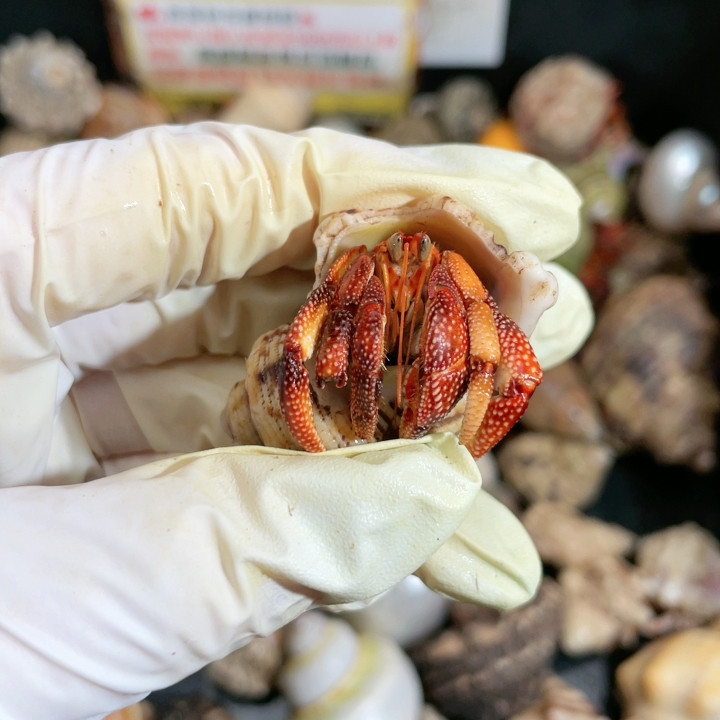 T682 再生足断大尖黑莓,宠物/宠物食品及用品,蟹,淘宝优惠券,粉丝福利购,淘宝优惠卷