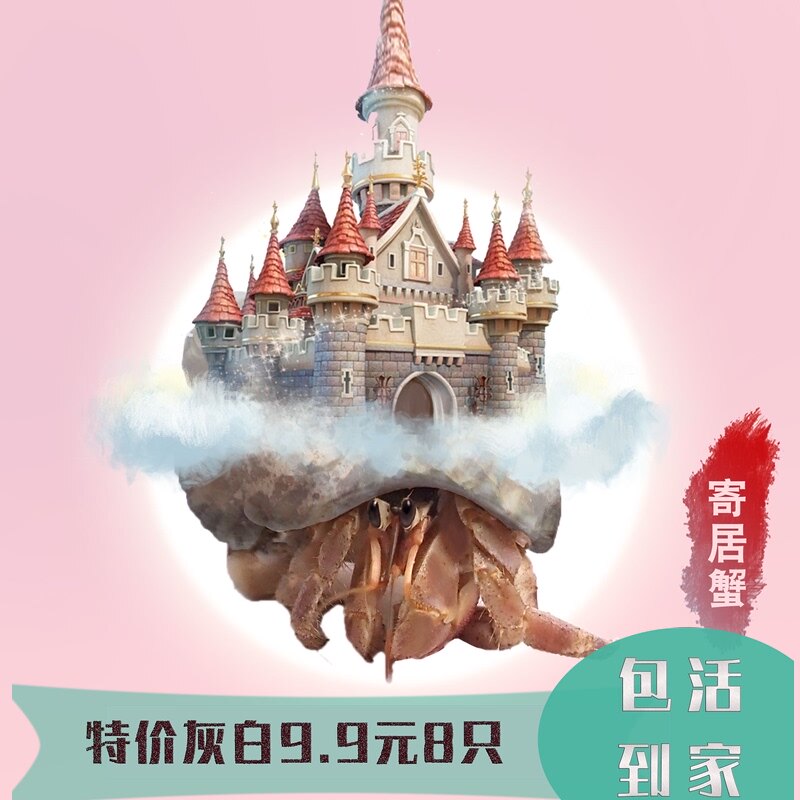 陆生寄居蟹哪个牌子好 陆生寄居蟹品牌排名前10名 最宠网