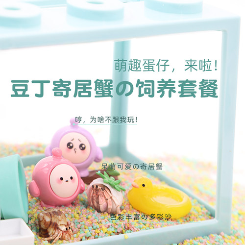 寄居蟹蛋仔饲养套餐新手饲养盒