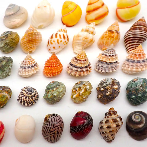 寄居蟹替换壳多尺寸贝壳包邮