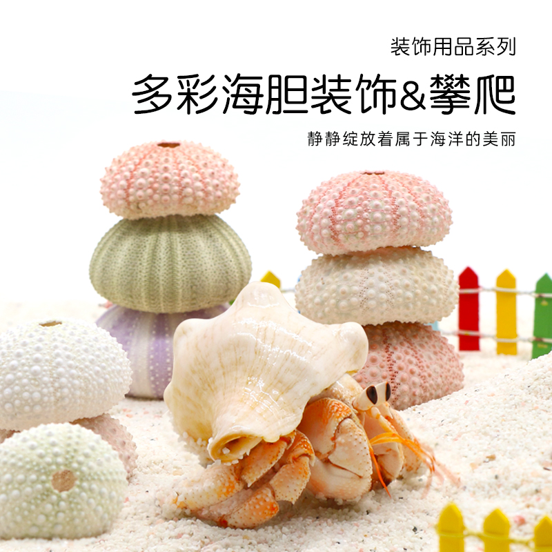 寄居蟹海星海胆补钙装饰可爱爬宠