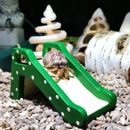 寄居蟹小尺寸跑盘萌宠玩具趣味