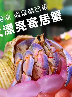 寄居蟹草莓灰白淡水观赏蟹