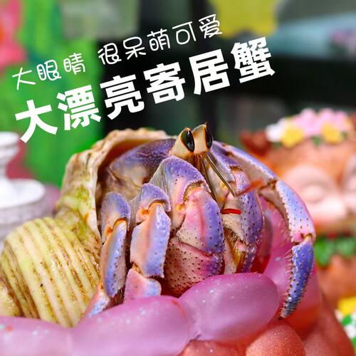 寄居蟹草莓灰白淡水观赏蟹