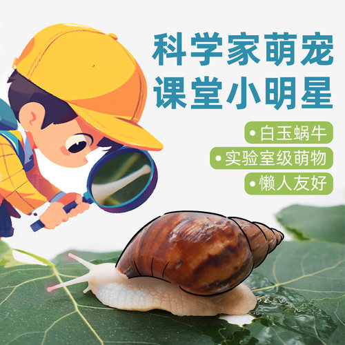 宠物白玉蜗牛实验套餐饲养套餐活体 巨型大蜗牛 宠物学生科学实验