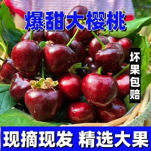 包邮 山东现摘大樱桃整箱 冷链发货车厘子现摘现发孕妇水果