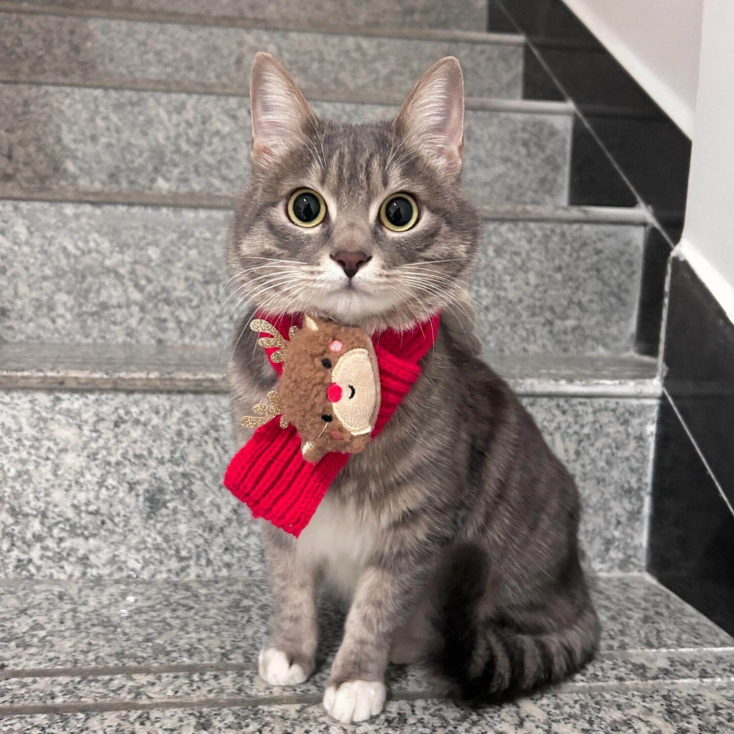 猫咪过年围脖新年宠物布偶猫咪冬季围兜小狗围巾装扮口水巾装饰品,宠物/宠物食品及用品,围巾/口水巾,淘宝优惠券,粉丝福利购,淘宝优惠卷