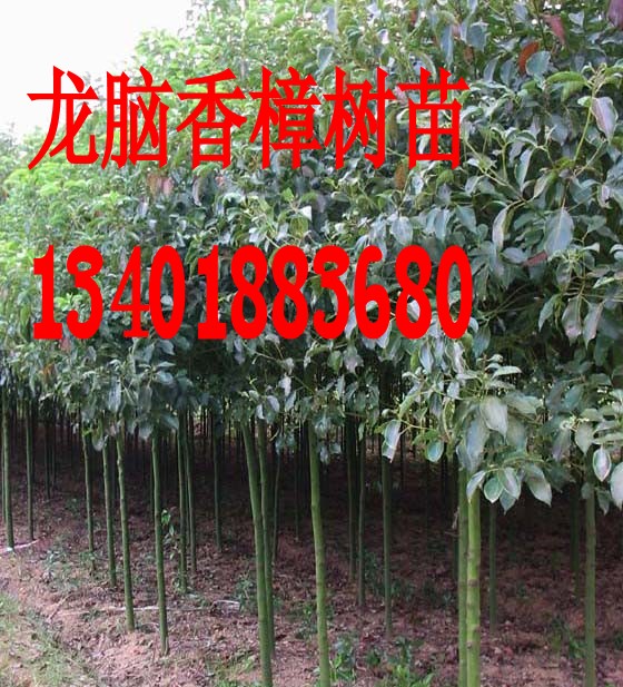 绿化苗木行道树龙脑香樟树苗庭院绿化香樟苗龙脑樟树苗驱蚊树