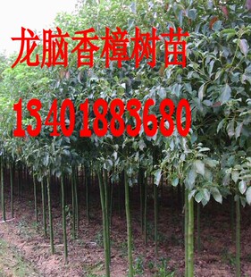 绿化苗木行道树龙脑香樟树苗庭院绿化香樟苗龙脑樟树苗驱蚊树