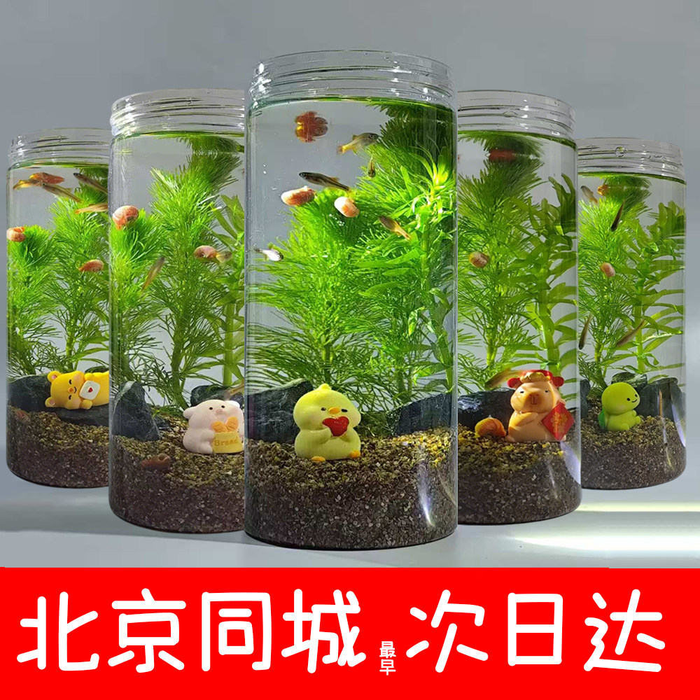 造景生态全套生态鱼缸鱼缸水草免生态瓶/创意缸/微景