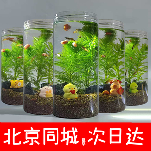 造景生态全套生态鱼缸鱼缸水草免打理生态鱼缸diy科学生物自循环